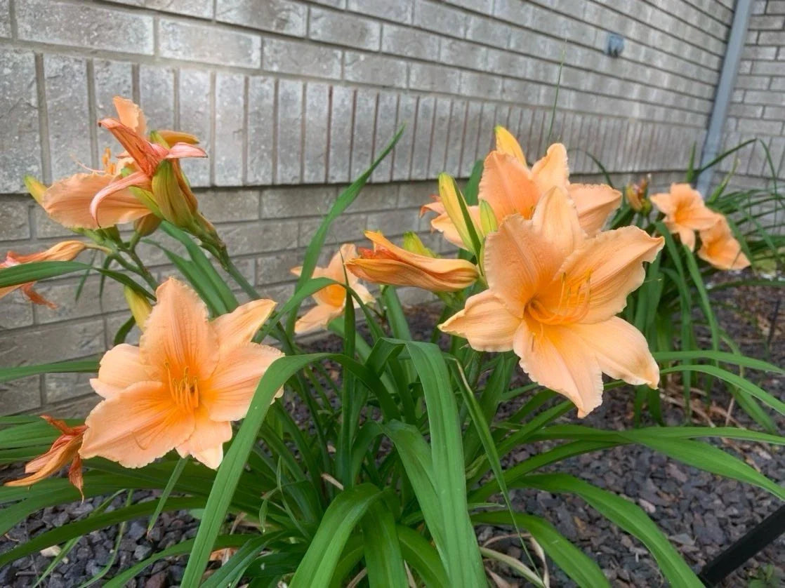 Daylily Plant 1pc Bare Root Apricot Peach Orange Hemerocallis