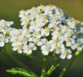 Yarrow Seeds - 200+ Heirloom Organic Seeds - Achillea millefolium - Medicinal Herb for Garden and Herbal Remedies