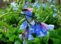 Virginia Bluebell Roots - 15 Fresh Perennial Flower Roots - Mertensia virginica - No Shipping to AK, HI, PR