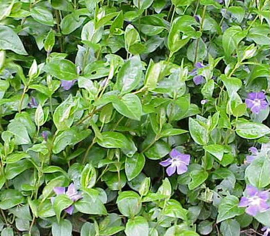Vinca Major Ground Cover Plants - 45 Pack in 3.5 Inch Pots - Periwinkle, Trailing Vinca, Hardy Perennial