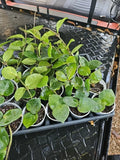 Hoya Carnosa Krinkle 8 Chelsea Live Plant 6" Long Rare Houseplant Indoor Gardening
