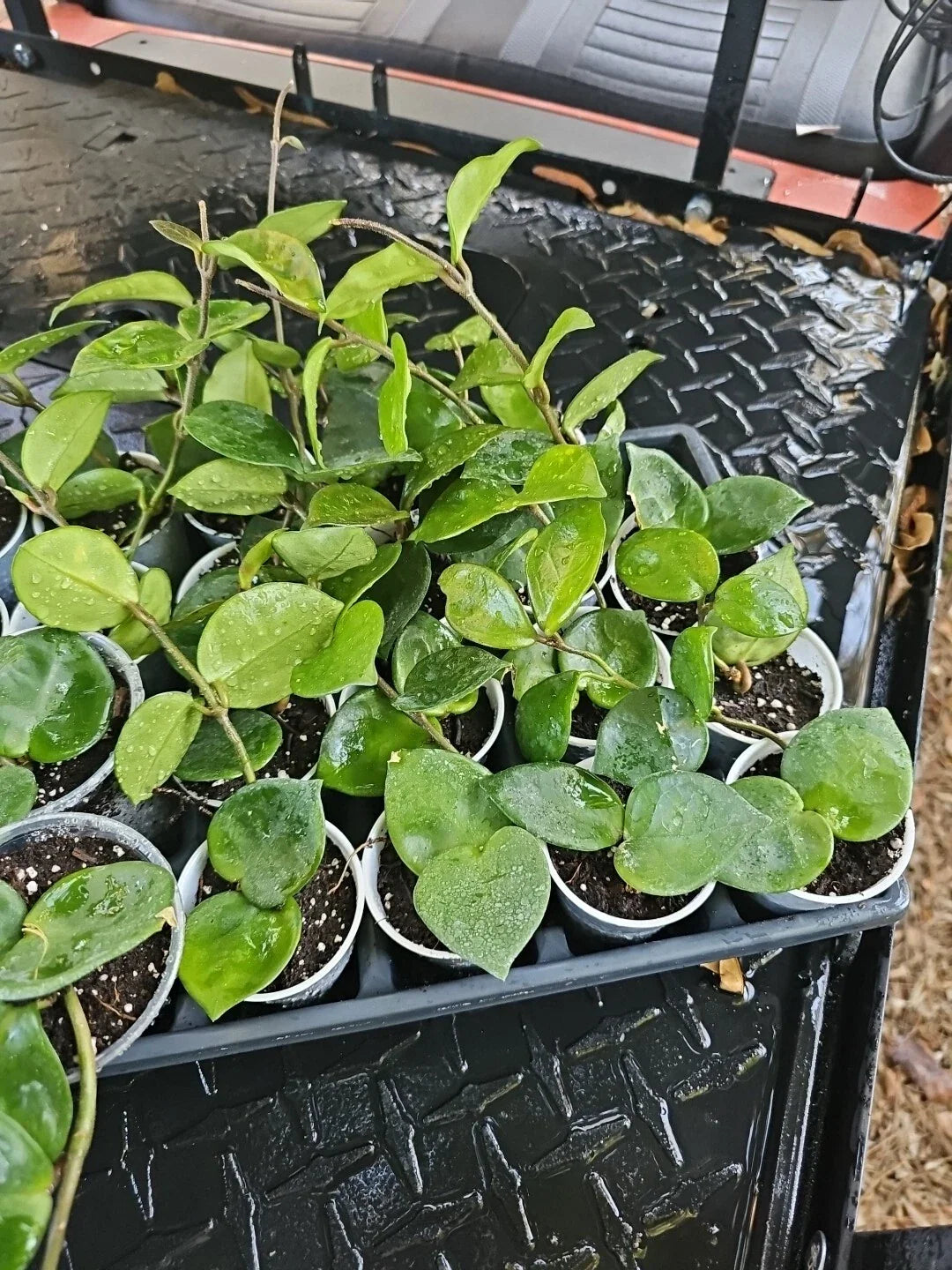 Hoya Carnosa Krinkle 8 Chelsea Live Plant 6" Long Rare Houseplant Indoor Gardening