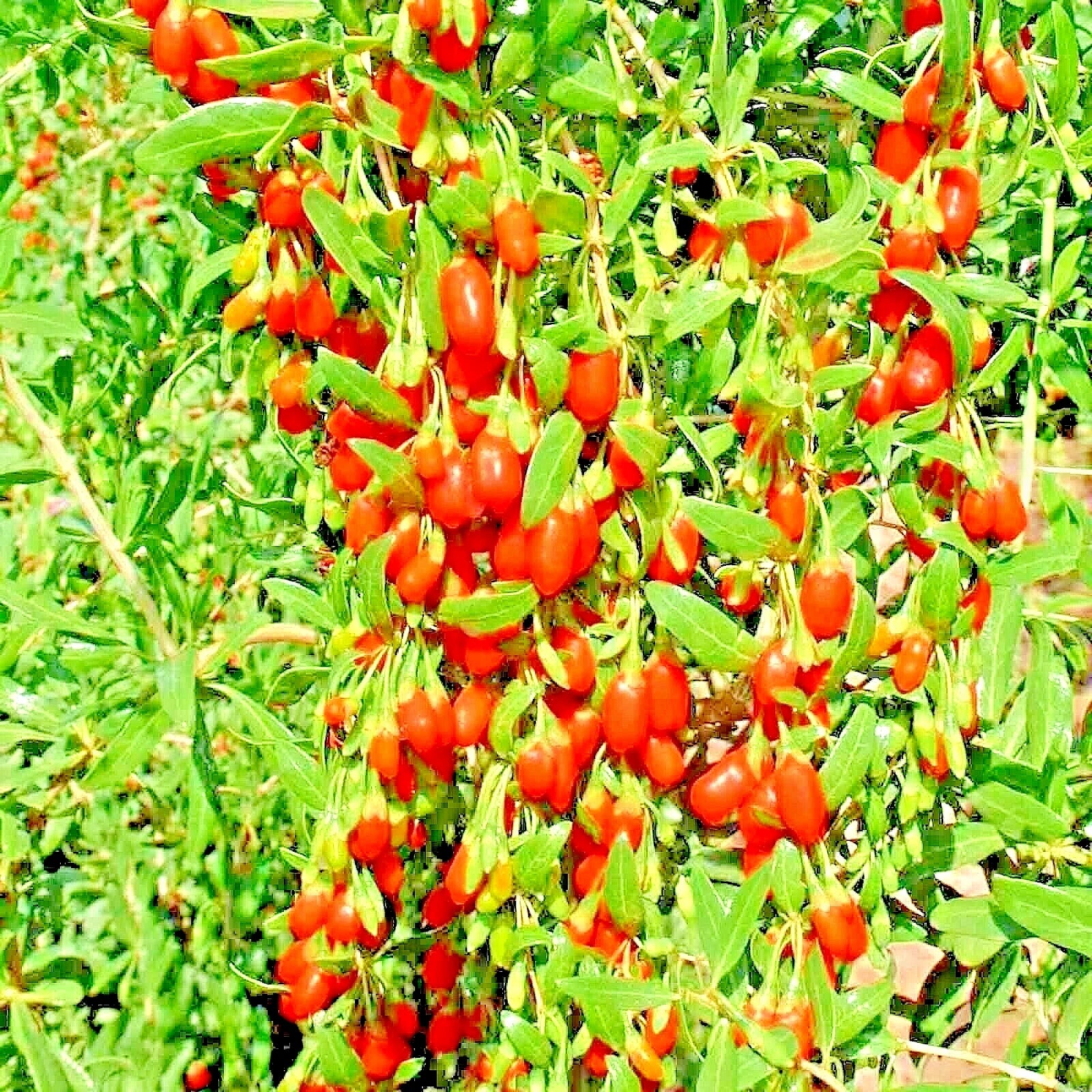 Goji Berry Seeds - 25 Non-GMO Chinese Wolfberry Perennial Seeds for Hardy Fruit - Superfood Garden Plant