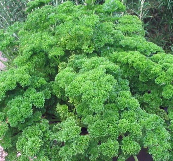 Moss Curled Parsley Seeds, Heirloom Non-GMO, 500 Seeds - Petroselinum crispum