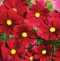 Cosmos Seeds - 140 Count - Dazzler Red Flower - GroCo USA - Easy to Grow Annuals