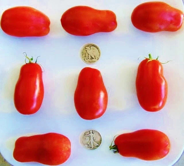 San Marzano Tomato Seeds - 25 Pack - Premier Paste Variety - Solanum lycopersicum