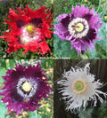 Poppy Seeds JIMI'S FLAG MIX Organic 500 Seeds Red Purple Breadseed Poppies (Papaver somniferum)