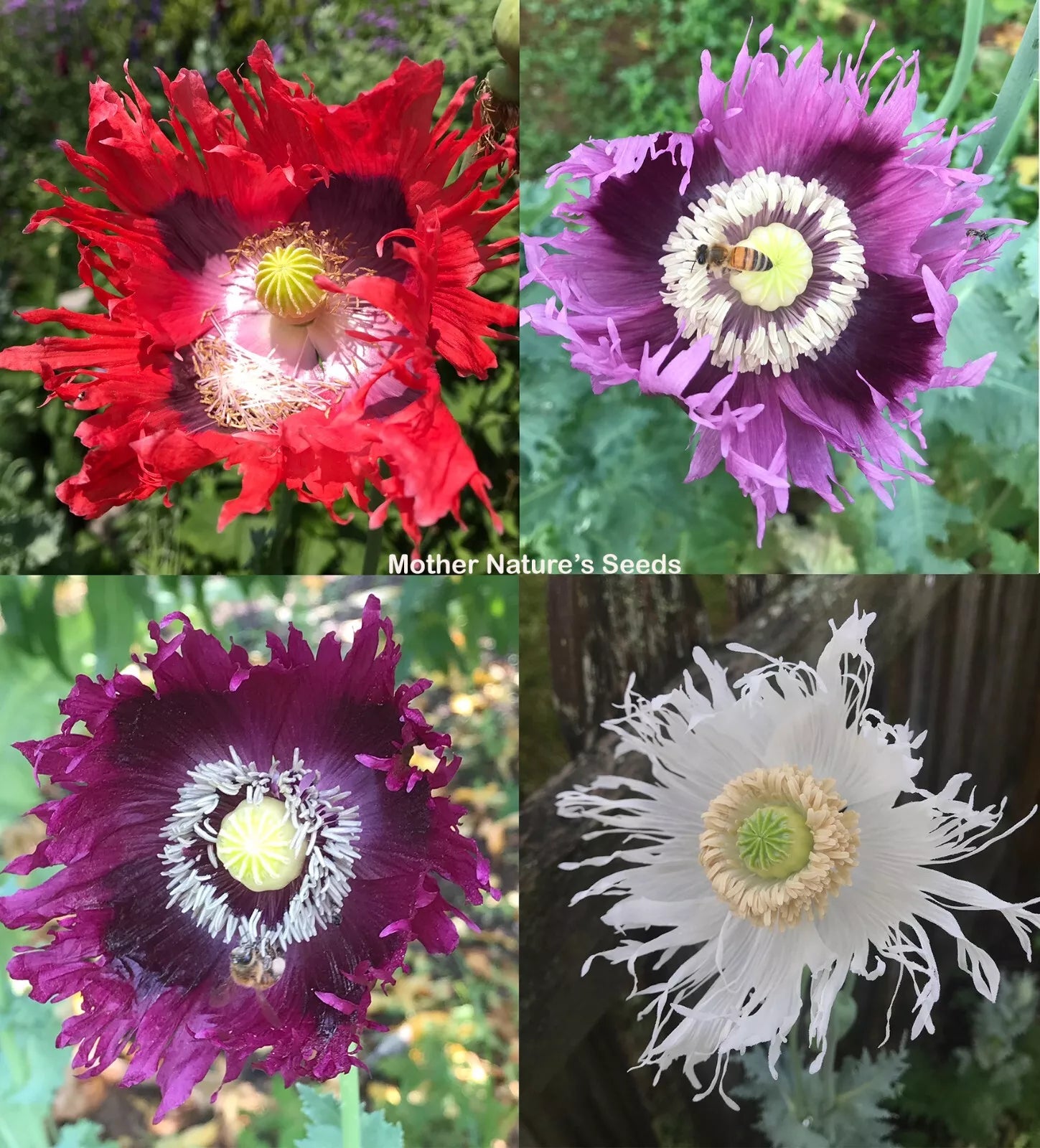 Poppy Seeds JIMI'S FLAG MIX Organic 500 Seeds Red Purple Breadseed Poppies (Papaver somniferum)