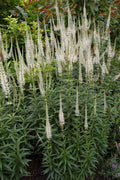 Culver's Root Live Starter Plant - Veronicastrum virginicum - Perennial Flowering Plant - Free Shipping Available