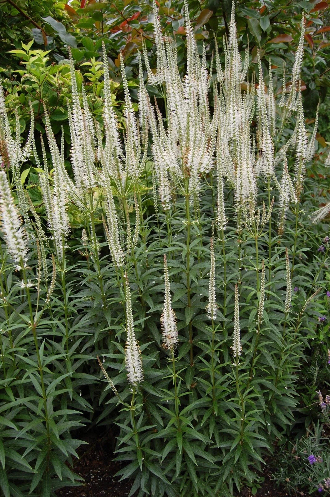 Culver's Root Live Starter Plant - Veronicastrum virginicum - Perennial Flowering Plant - Free Shipping Available