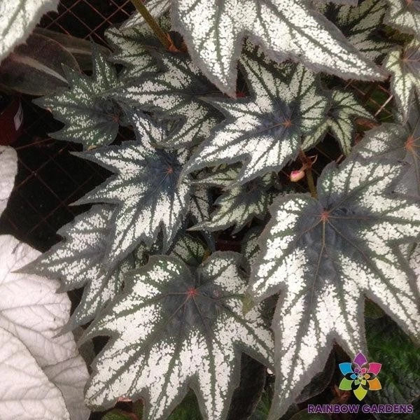 Little Brother Montgomery Begonia - 25+ Seeds - Tropical Foliage - Begonia 'Little Brother Montgomery'