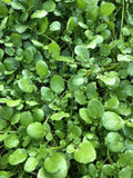 Watercress Live Plant with Roots for Aquariums - Fresh Edible Vegetable - Nasturtium officinale