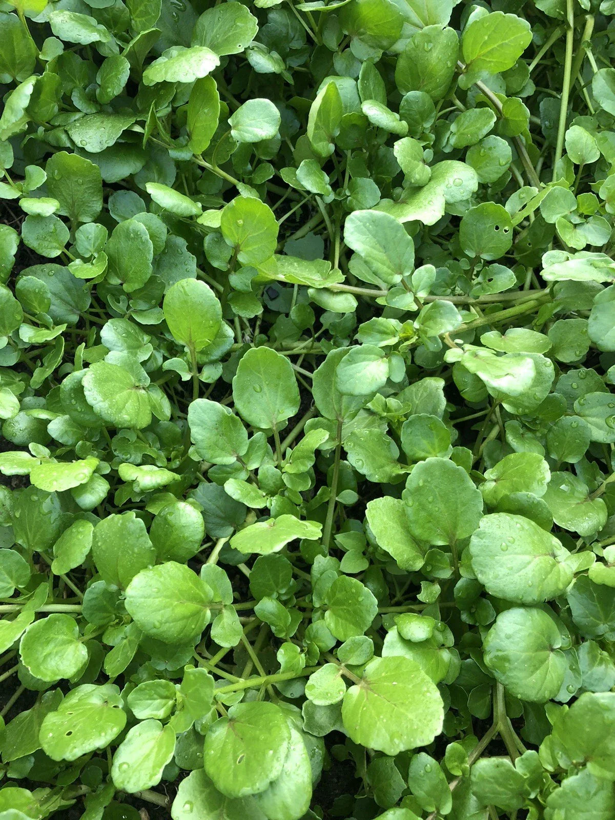 Watercress Live Plant with Roots for Aquariums - Fresh Edible Vegetable - Nasturtium officinale