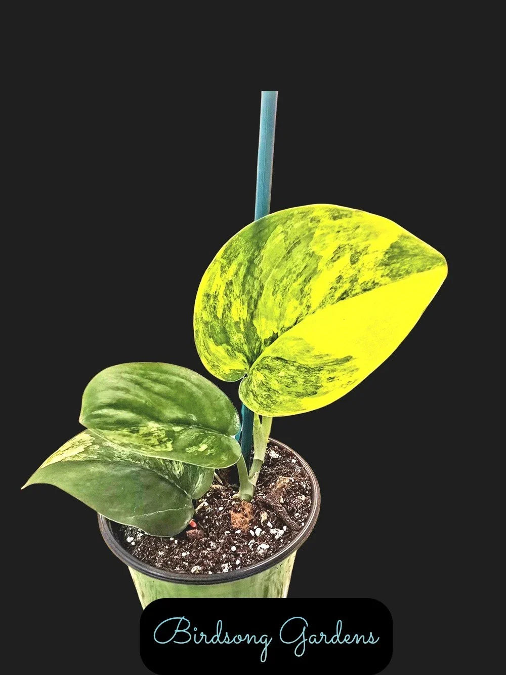 Variegated Scindapsus Jade Satin Aurea Plant in 4" Pot - Rooted Houseplant for Indoor Decor, Easy Care - Scindapsus pictus aureus