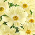 Lemonade Cosmos Seeds - 200+ Pack for Garden Planting - Bright Yellow Flowers - Cosmos bipinnatus