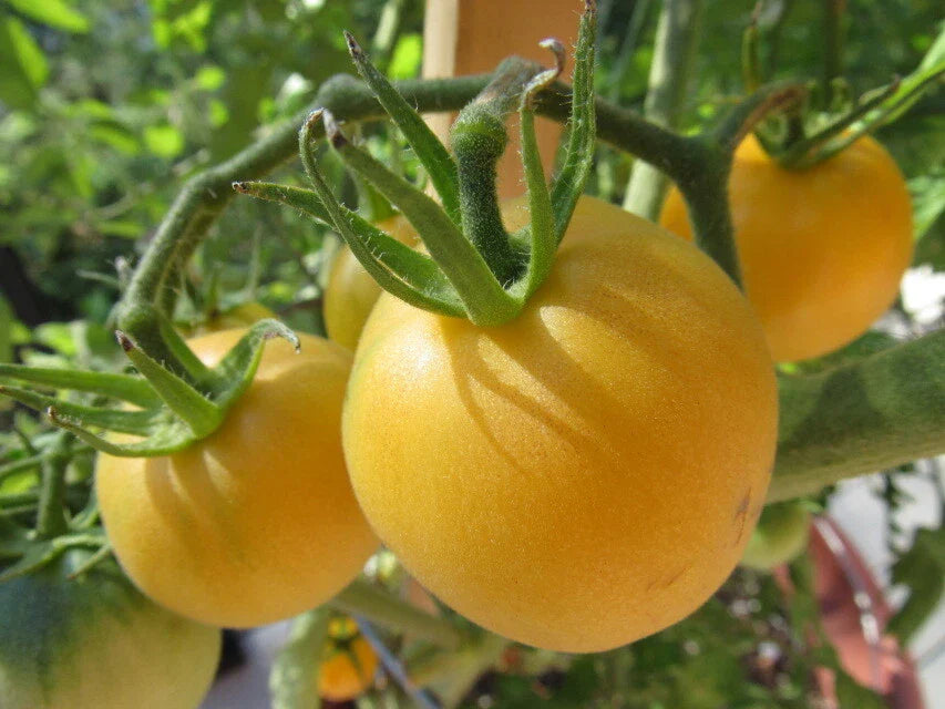 Garden Peach Tomato Seeds, 30 Count, Heirloom Cocona, Non-GMO, Organic Gardening
