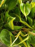 Philodendron Brasil Cordatum - Brazilian Pothos - Heart Leaf Plant - Indoor Houseplant