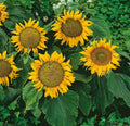 Dwarf Sunflower Seeds - 12" Heads, Non-GMO, 50 Seeds - Sunspot Variety (Helianthus annuus)