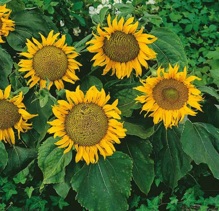 Dwarf Sunflower Seeds - 12" Heads, Non-GMO, 50 Seeds - Sunspot Variety (Helianthus annuus)