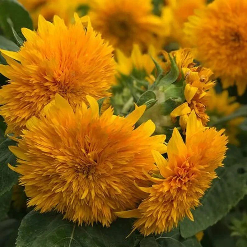 Organic Goldy Double Sunflower Seeds - 20 Count - Helianthus annuus - USA Grown, Ships Free