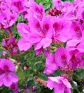Purple Pink Pelargonium Fancy Regal Geranium Cuttings 3-Pack - Live Plant (Pelargonium)