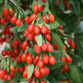 Goji Berry Bush 1-2 ft Tall Wolfberry Superfood Fruiting Plant in Small Pot - Lycium barbarum