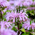 Wild Bergamot Seeds | 1000 Seeds | Monarda | Bee Balm | Attracts Butterflies & Bees