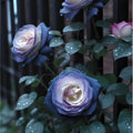 20pcs "FALL IN LOVE" Rose Seeds - Fast Germination, Easy Care, Rosa spp. Perfect for All Gardening Levels