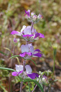 Collinsia Heterophylla Seeds - 10,000 Non-GMO Chinese Houses Seeds - Flowering Plant for Gardens