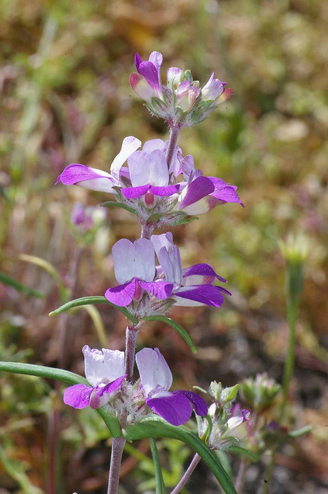 Collinsia Heterophylla Seeds - 10,000 Non-GMO Chinese Houses Seeds - Flowering Plant for Gardens