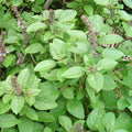 African Basil Live Rooted Plant 4" – Edible Fragrant Herb – Ocimum basilicum