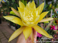 Epiphyllum Cuttings - Unrooted 8-10 inches - Alchemy Variety - Epiphyllum spp.