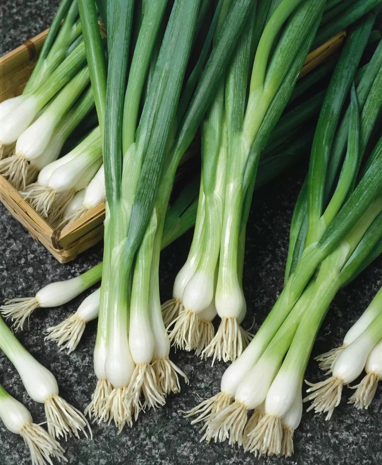 500 White Lisbon Onion Seeds - Non-GMO Scallion/Bunching - Heirloom Variety - Fresh Onion Seeds