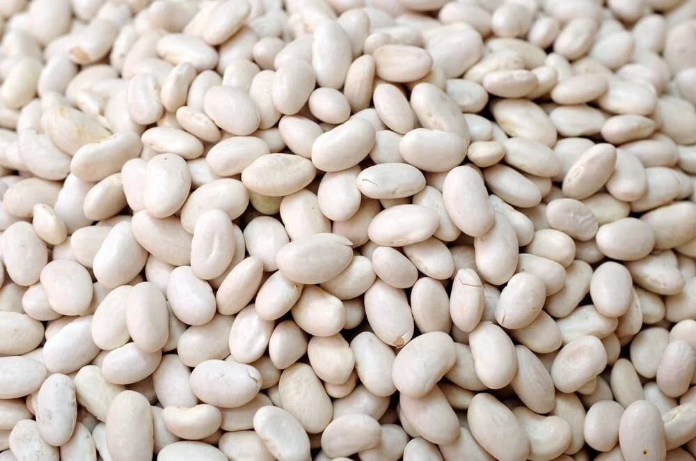 Navy Bean Seeds - 50 Count - White Kidney Beans - Phaseolus vulgaris