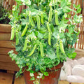 Patio Pride Snap Pea Seeds | Heirloom Fast-Growing Small Container Garden Peas | Pisum sativum
