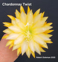 Unrooted Cutting Epiphyllum 'Chardonnay Twist' - Rare Orchid Cactus - Unique Plant Variety
