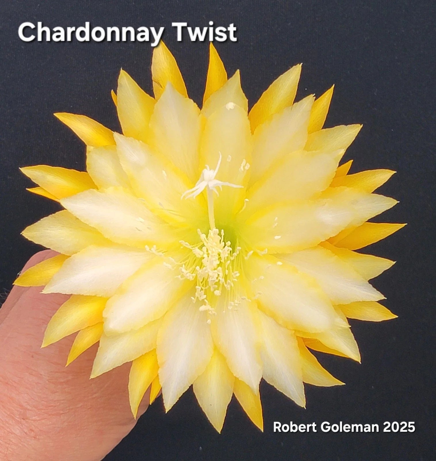 Unrooted Cutting Epiphyllum 'Chardonnay Twist' - Rare Orchid Cactus - Unique Plant Variety