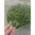 Deuterocohnia brevifolia Cuttings - Rare Tropical Succulent for Propagation and Gardening