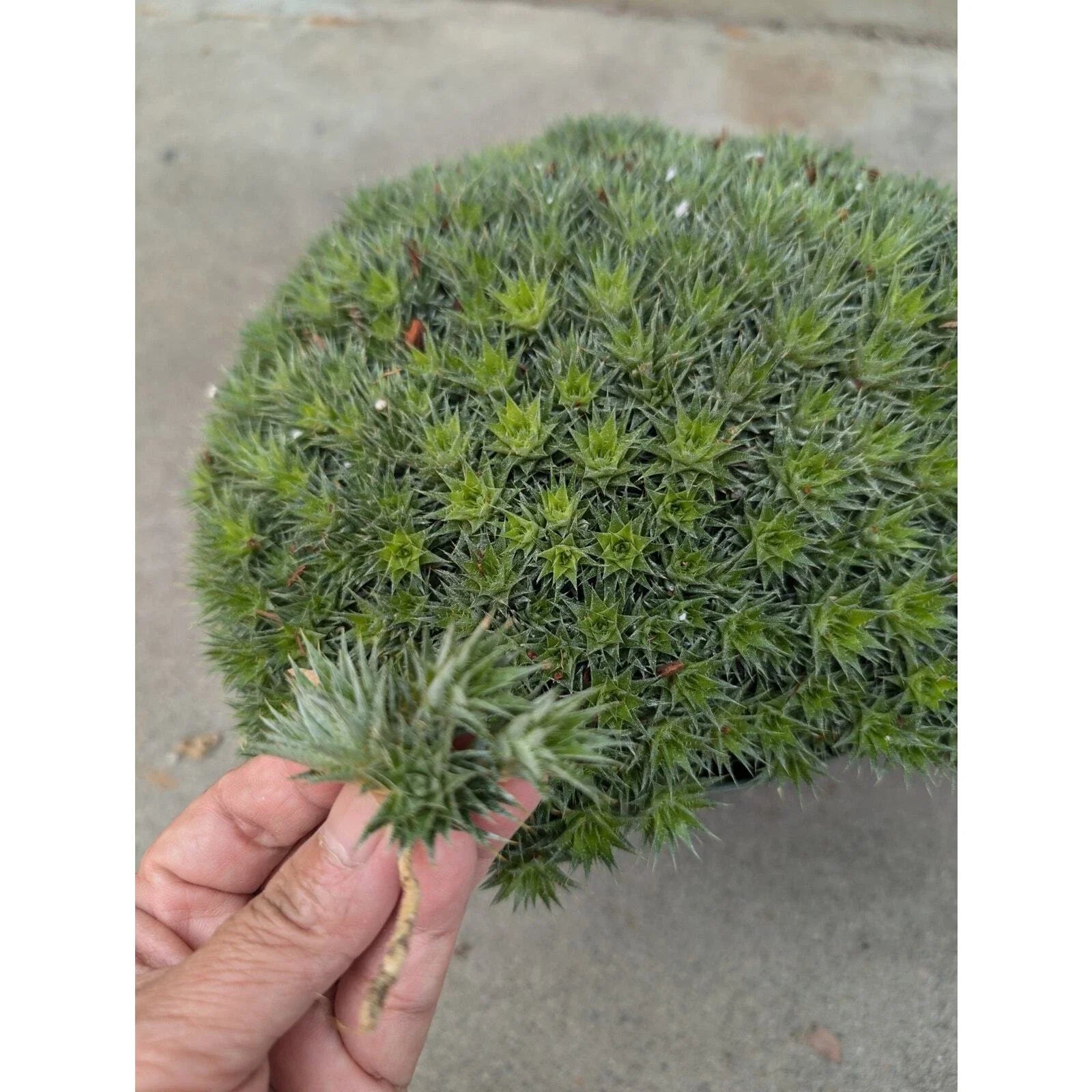 Deuterocohnia brevifolia Cuttings - Rare Tropical Succulent for Propagation and Gardening