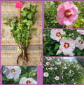 Rose of Sharon Hibiscus Live Plant 2-Pack - Organic, Rooted, Beautiful Blooms, Hibiscus syriacus