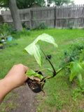 Syngonium Podophyllum Plant - 3 Inch Pot - Arrowhead White Butterfly - Indoor Houseplant