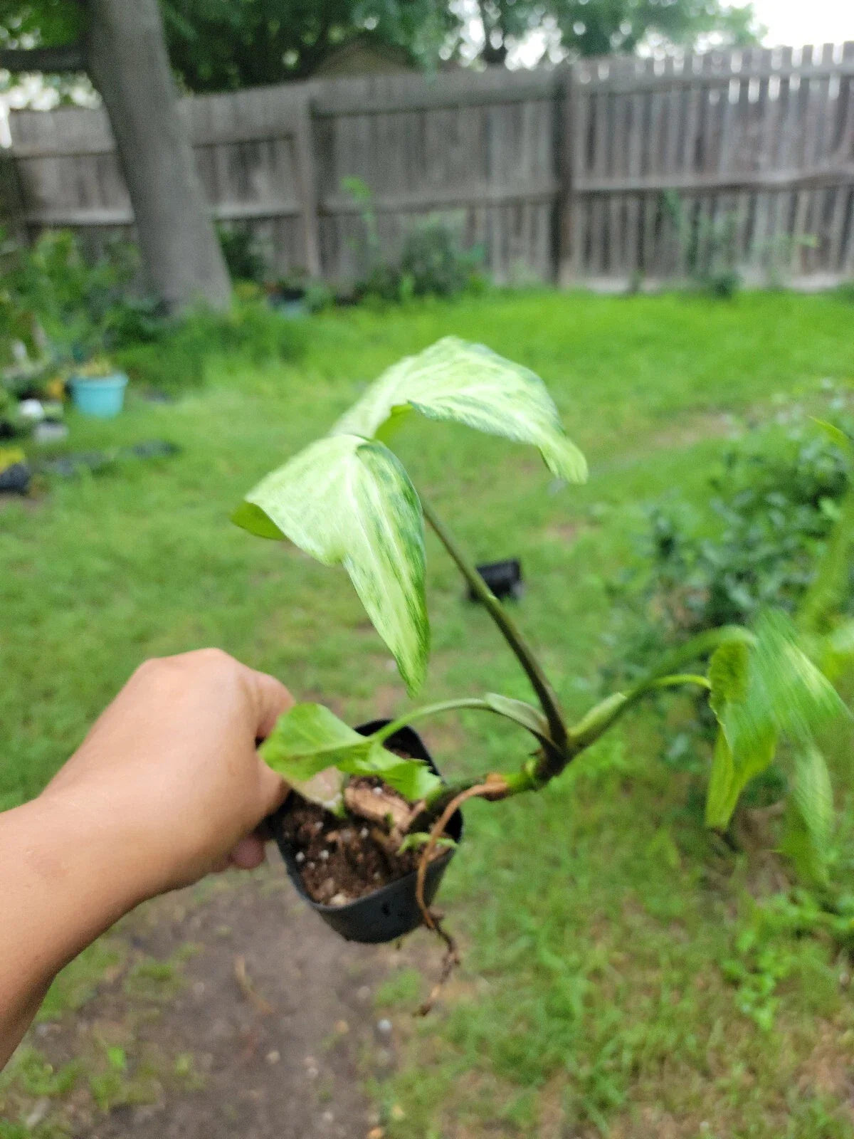Syngonium Podophyllum Plant - 3 Inch Pot - Arrowhead White Butterfly - Indoor Houseplant