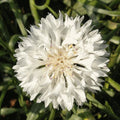 Bachelor Button Seeds - 1000+ Count - White Flower - Non-GMO - Centaurea cyanus - Ideal for 2025 Planting
