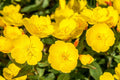 Evening Primrose Seeds 500 Pack - Oenothera biennis - Yellow Flowering Perennial Seeds for Planting