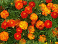 Marigold Seeds 150+ French Sparky Mix Flowers Tagetes, Wildflower Seeds, US Free Shipping