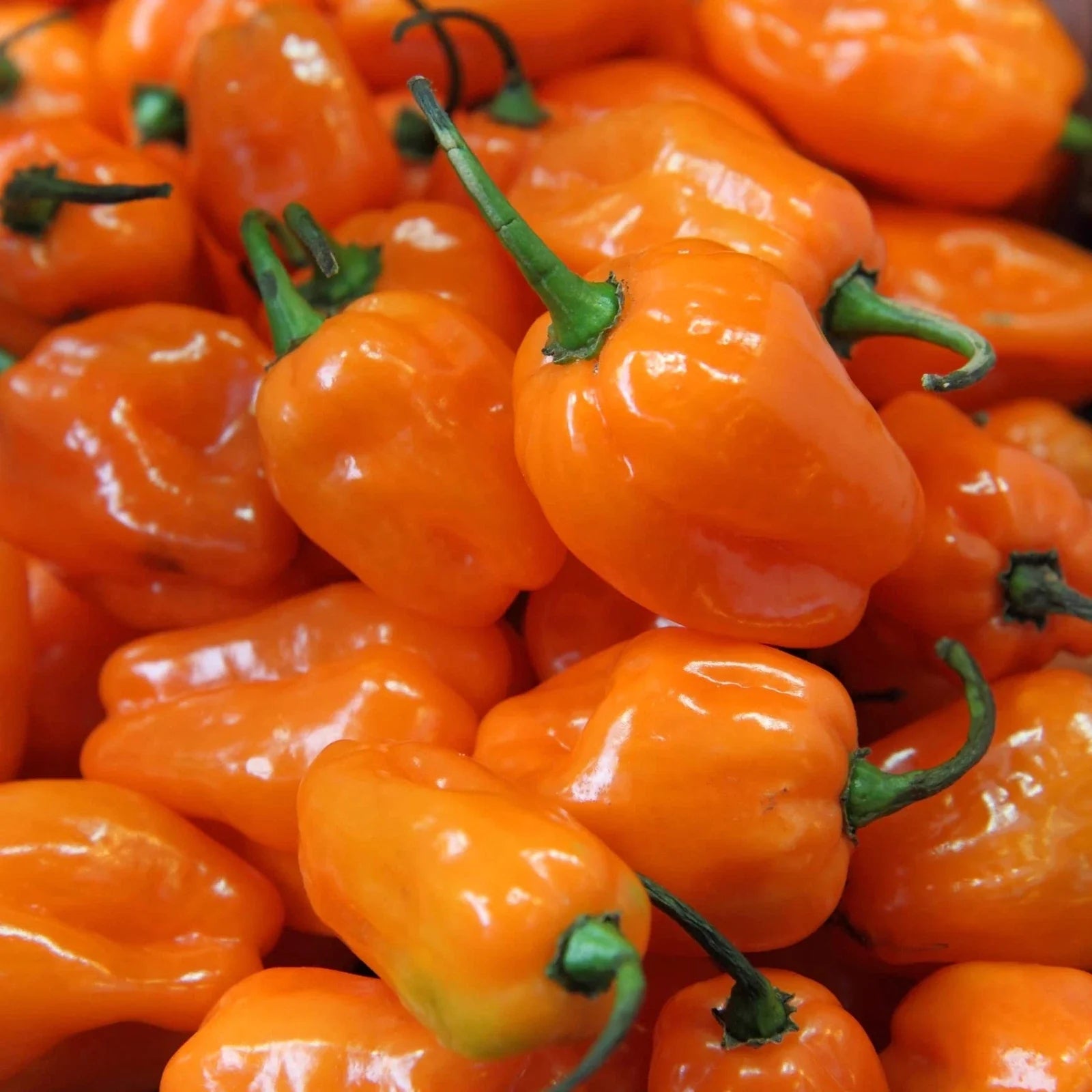 Habanero Pepper Seeds - 30+ Seeds - Hot and Tasty Capsicum chinense
