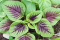 Striped Spinach Seeds - 500+ Heirloom Seeds for Planting - Spinacia oleracea - Grows Well in Iowa, USA