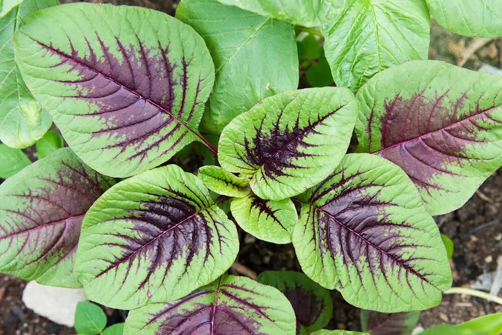 Striped Spinach Seeds - 500+ Heirloom Seeds for Planting - Spinacia oleracea - Grows Well in Iowa, USA