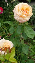 Creamy Apricot Rose Cuttings - Fresh Live Cuttings with Rosy Edges - Rosa spp.