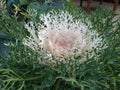 Ornamental Kale Seeds - Peacock White - 40 Fresh Seeds - Brassica oleracea